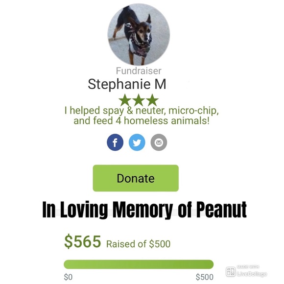 15% of my sales go to: Berea Animal Rescue & Angels for Animals Medical Fund 🐾 - Picture 14 of 17